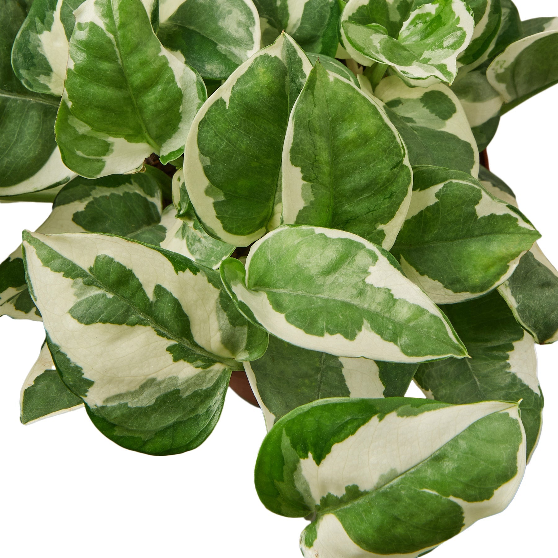 Houseplants