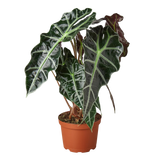 African Mask Plant