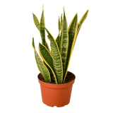 Snake Plant 'Laurentii'