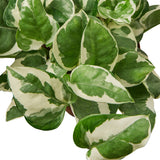 Potos N'Joy Houseplant