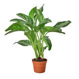 Chinese Evergreen 'Silver Bay'