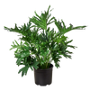 Philodendron Lickety Split