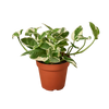 A variegated green and white trailing houseplant in a terracotta-colored plastic nursery pot, isolated on a solid white background.