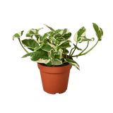 A variegated green and white trailing houseplant in a terracotta-colored plastic nursery pot, isolated on a solid white background.