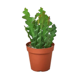 Epiphyllum Ric Rac Cactus