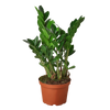 Zamioculcas Zamiifolia Houseplant