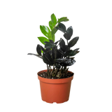 Zamioculcas zamiifolia 'Black Queen'
